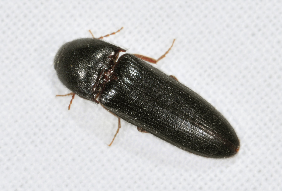 Altro  Elateridae: Melanotus sp.
